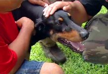 Los 13 Perros Más Heroicos De La Historia