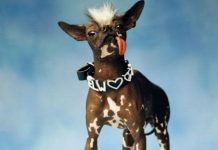 Muere el «perro más feo del mundo»