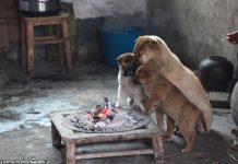 El ingenio de Perros chinos ante el frío