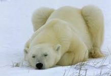 ¿Sabias que el oso polar o blanco tiene la piel negra?