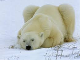 images_SECCIONES_PAGINA_WEB_Tendencias_2014_MARZO_03_AL_09_polar_bear07