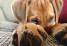 En foto: La cara de culpa de los perros traviesos