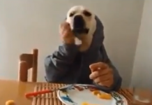 Furor po perro que come con cubiertos… ¡Mirá este video!