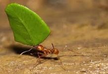 Curiosidades de las Hormigas