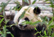 Los panda gigantes tienen debilidad por el azúcar