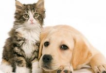 22 Curiosidades de tus mascotas