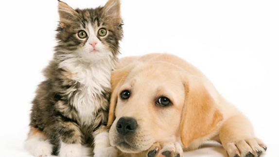 images_SECCIONES_PAGINA_WEB_Tendencias_2014_MARZO_DEL_24_AL_30_PERROS_Y_GATOS27