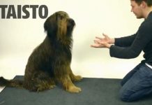 Los perros también se asombran con los trucos de magia