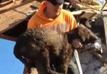 Captan en vídeo el rescate de un perro a días del deslave en Washington