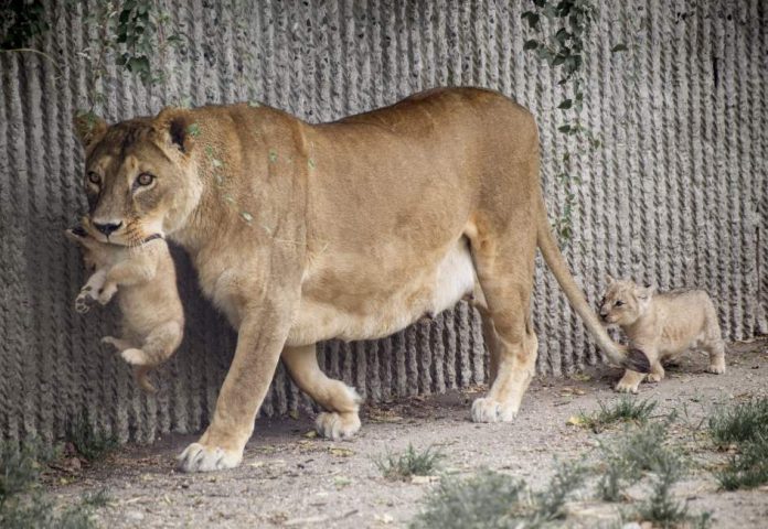 images_SECCIONES_PAGINA_WEB_Tendencias_2014_MARZO_DEL_24_AL_30_zoologico-mata-leones-25032014