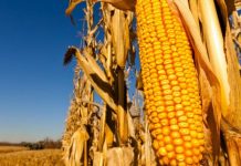 Ministro británico: Europa se convertirá en un «museo de la agricultura» si rechaza los OGM