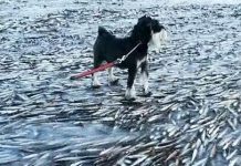 Noruega: El mar se congeló tan rápido que mató a miles de peces al instante