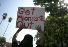 EE.UU.: La Corte Suprema ratifica el derecho de Monsanto sobre las patentes de transgénicos
