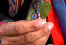 Las FARC proponen reconocer los usos medicinales de la hoja de coca