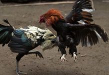 Un gallo asesina a un hombre a puñaladas