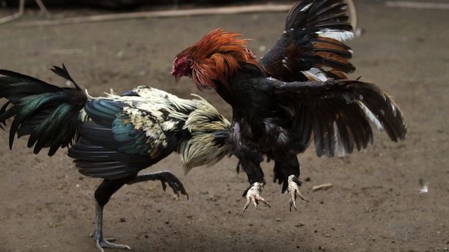 images_SECCIONES_PAGINA_WEB_ULTIMA_HORA_2014_FEBRERO_DEL_17_AL_23_gallo_mata