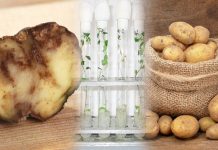 Crean superpapas, capaces de combatir las hambrunas y los hongos