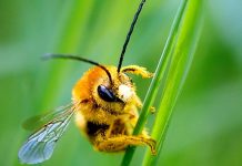 Las abejas caen como moscas: ¿Señal en el aire de una próxima extinción humana?