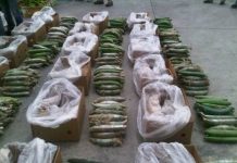 Ecuador incauta 1,3 toneladas de cocaína que iban a EEUU y Bélgica