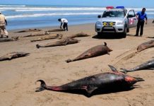 Perú: Más de 400 delfines muertos en la costa