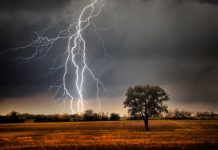 En Bolivia un rayo mata a 134 ovejas