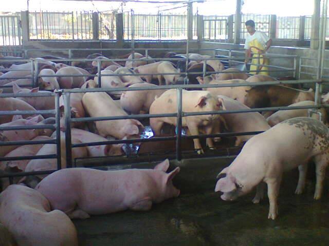 images_SECCIONES_PAGINA_WEB_ULTIMA_HORA_2014_MARZO_10_AL_16_Carne_de_cerdo-11032014