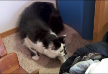 Gato violento acorrala a familia en Oregon