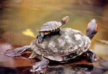 Una mujer rusa intenta sacar ilegalmente a 50 tortugas de Madagascar