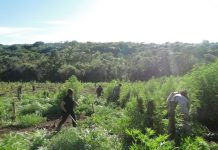 Paraguay erradica siete hectáreas de cultivos de marihuana