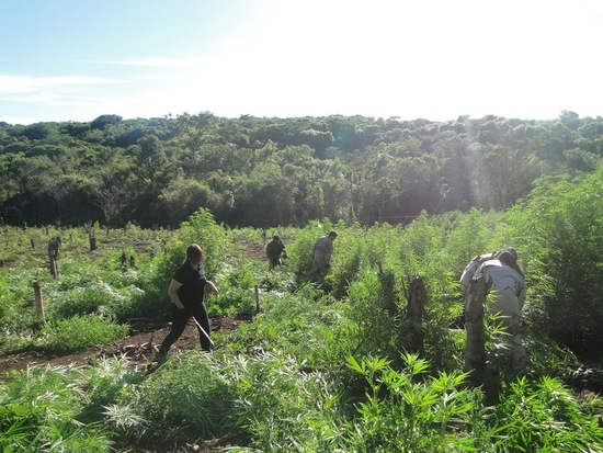 images_SECCIONES_PAGINA_WEB_ULTIMA_HORA_2014_MARZO_DEL_17_AL_23_plantio-paragUAY-marihUANA-18032014
