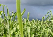 Brasil no se fía de Monsanto y busca prohibir el herbicida Roundup por su alta toxicidad