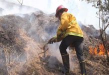 Brigadistas combaten incendio forestal en suroeste de México