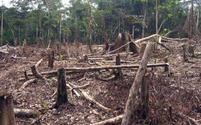 incendioamazonas