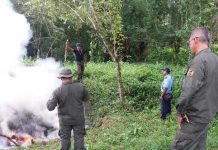 Autoridades incineran marihuana en Reserva Bosawás
