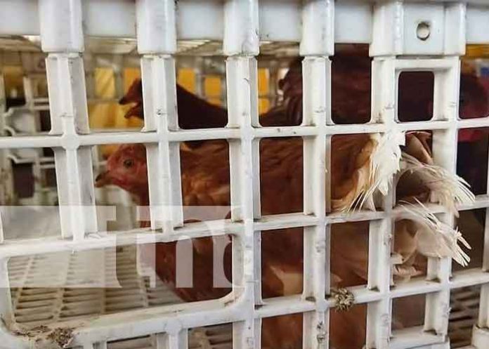 inta-2 nicaragua, inta, sahsa, caribe norte,