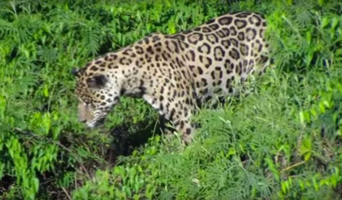 jaguar