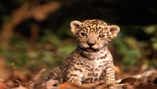 jaguar_1718483346