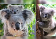 Koalas seducen a hembras con sonidos graves koala