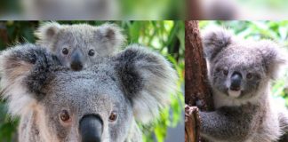koala