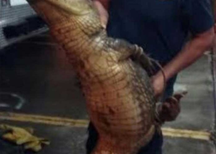 lagarto-b