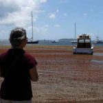 puerto rico, sargazo, contaminacion, turismo,