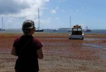Exceso de sargazo amenaza laguna bioluminiscente en Puerto Rico puerto rico, sargazo, contaminacion, turismo,