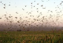Gobierno de Argentina combate plaga de langostas