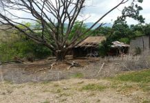 Estelí: Frondoso Laurel de La India sucumbió al tiempo