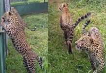 Guatemala: Investigan dudosa venta de «mansos» leopardos