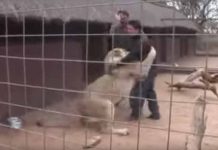Video brutal: Periodista sobrevive ataque de un león