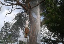 Abejas africanizadas mantienen en zozobra a familias en León