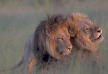 Foto de leones ‘homosexuales’ causa furor en Internet