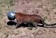Leopardo se mete en un problema y nadie se atreve a ayudarlo