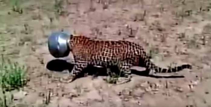 leopardo